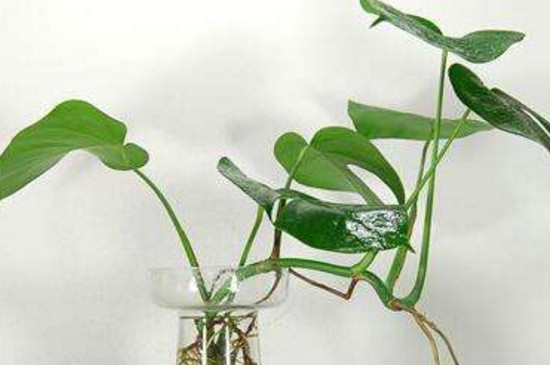 绿萝如何分盆视频