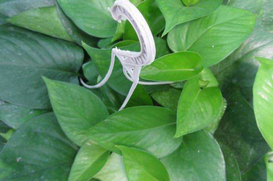 绿萝如何分盆视频