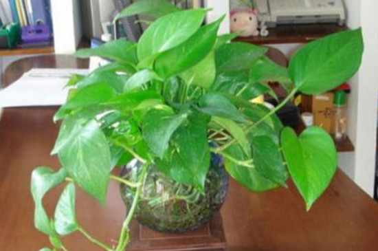 绿萝如何分盆视频