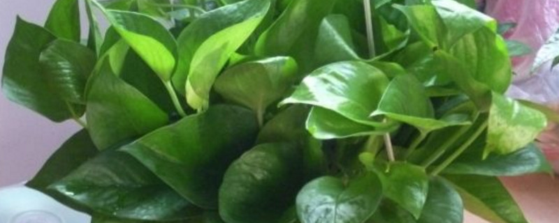 绿萝太长如何修剪视频