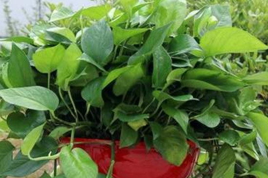 绿萝太长如何修剪视频