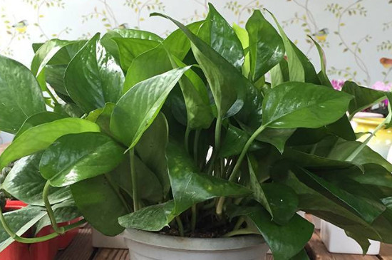 绿萝太长如何修剪视频