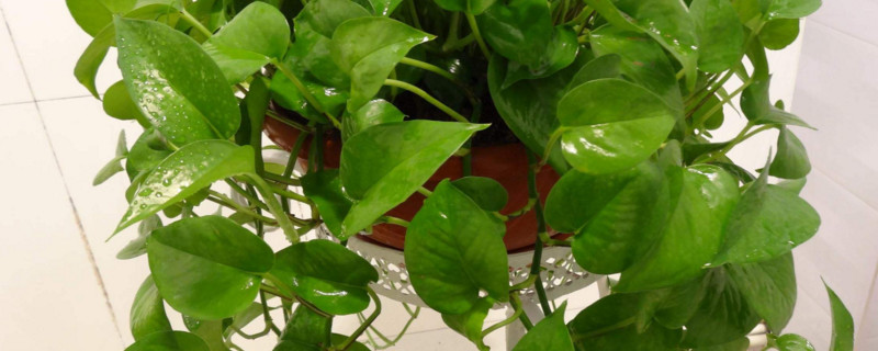 如何避免绿萝生蚊子