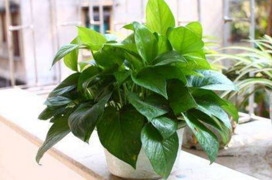 如何避免绿萝生蚊子