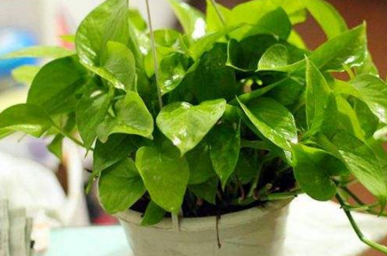 如何避免绿萝生蚊子