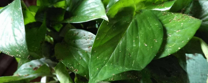 吸水绿萝如何养