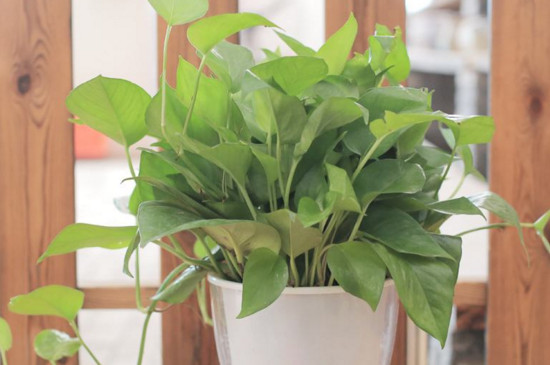 吸水绿萝如何养