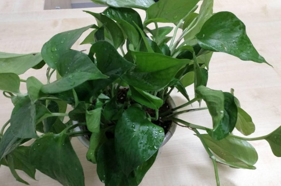 吸水绿萝如何养