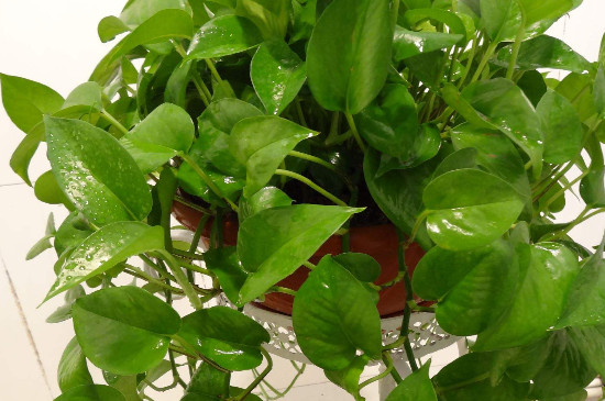 吸水绿萝如何养