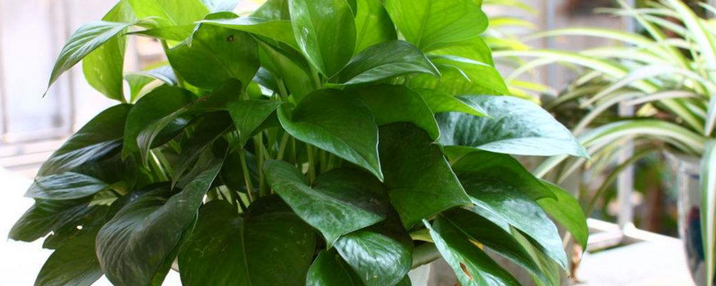 如何让绿萝疯长牵藤