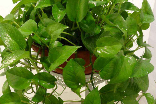 如何让绿萝疯长牵藤