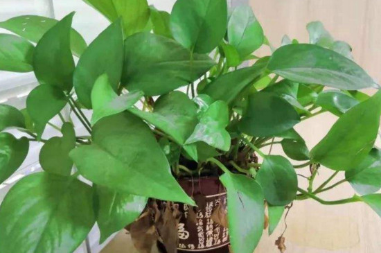 如何让绿萝疯长牵藤