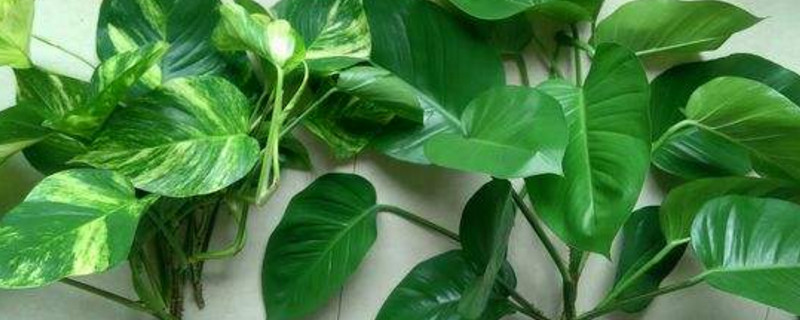 刚买的绿萝如何浇水