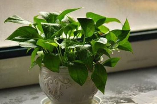 刚买的绿萝如何浇水