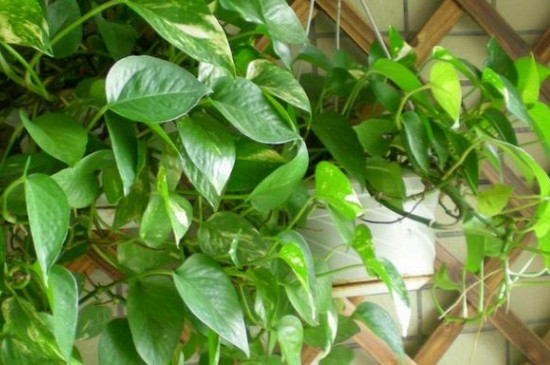 刚买的绿萝如何浇水