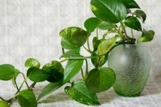 刚买的绿萝如何浇水