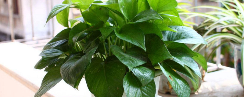 绿萝可以淋雨吗