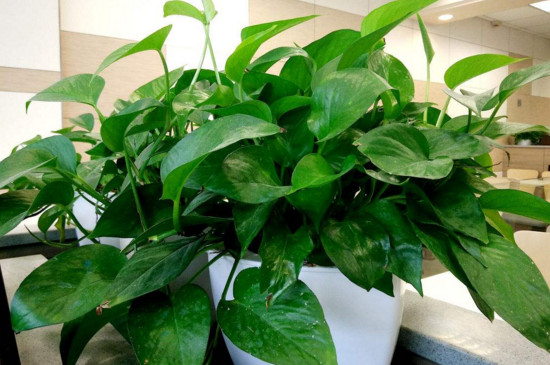 绿萝可以淋雨吗