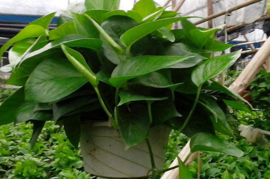 绿萝可以淋雨吗