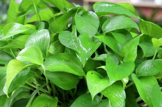 绿萝可以淋雨吗