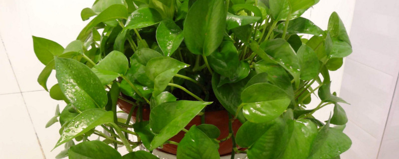 绿萝蔫了如何办留意浇水的办法与频次