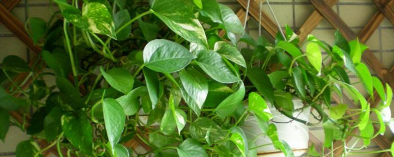 维c浇绿萝的正确办法