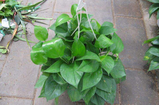 绿箩叶子蔫了是什么问题