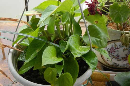 绿箩叶子蔫了是什么问题