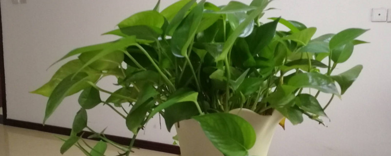 绿箩浇水正确办法