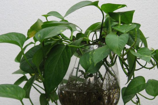 绿萝换土留意事项