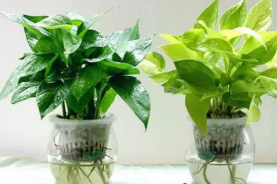 绿萝换土留意事项