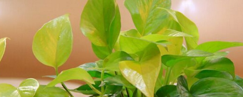 缘罗叶子为何发黄