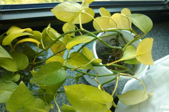 缘罗叶子为何发黄