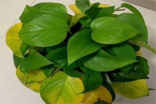 缘罗叶子为何发黄