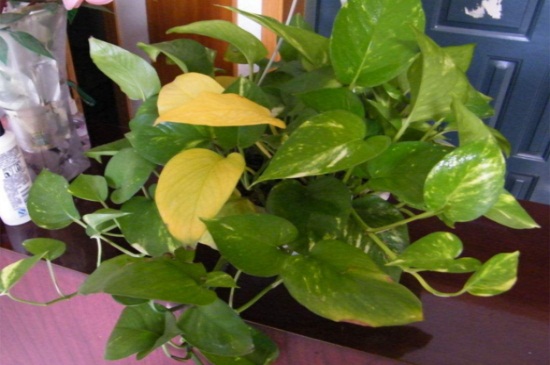 缘罗叶子为何发黄