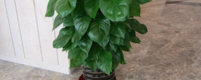 绿萝茎发黑如何治