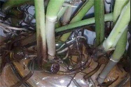 绿萝茎发黑如何治