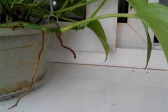 绿萝茎发黑如何治
