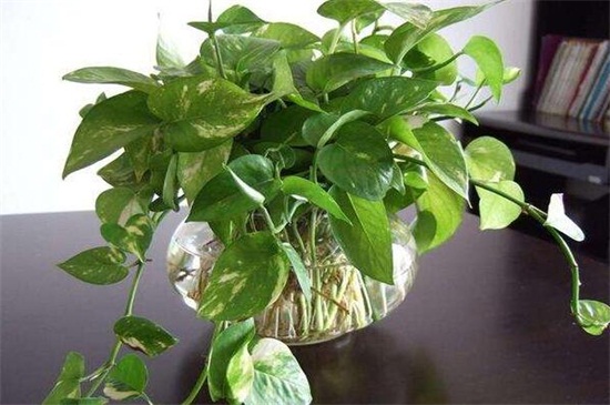 绿萝下垂看风水，根据长势情况观看风水运势