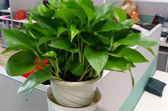 绿萝修剪办法图解，不同生长时期的修剪办法不同