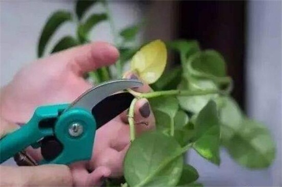 绿萝修剪办法图解，不同生长时期的修剪办法不同