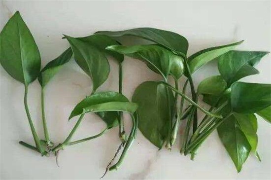 绿萝修剪办法图解，不同生长时期的修剪办法不同