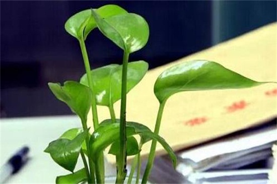 绿萝修剪办法图解，不同生长时期的修剪办法不同