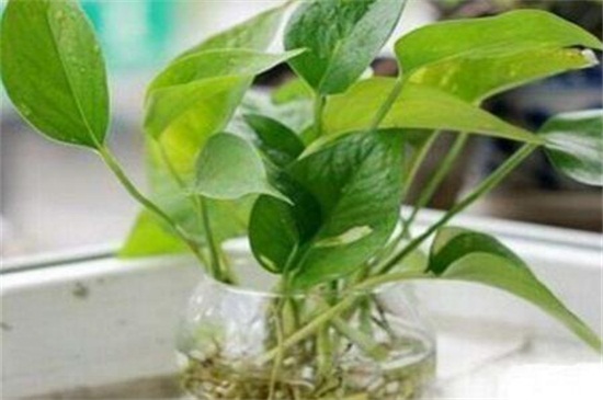 绿萝水培如何养,适当光照修剪根须