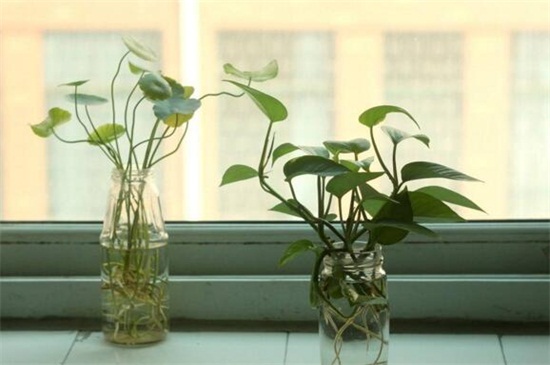 绿萝水培如何养,适当光照修剪根须
