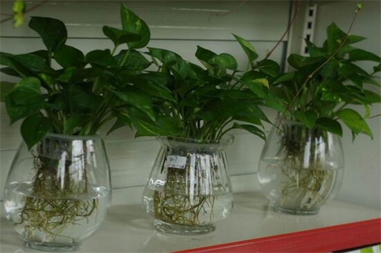 绿萝水培如何养,适当光照修剪根须