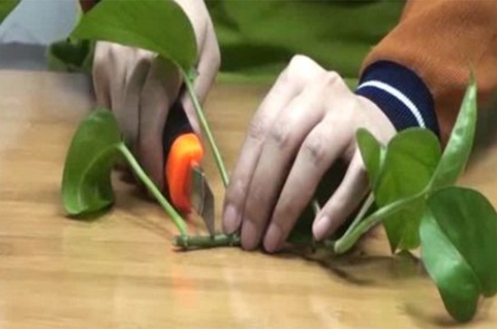 绿萝如何扦插冬季，4个步骤扦插绿萝