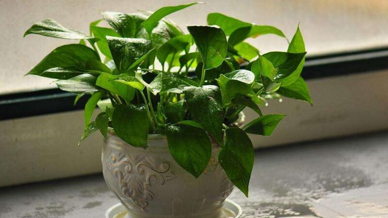 绿萝如何养才能爆盆