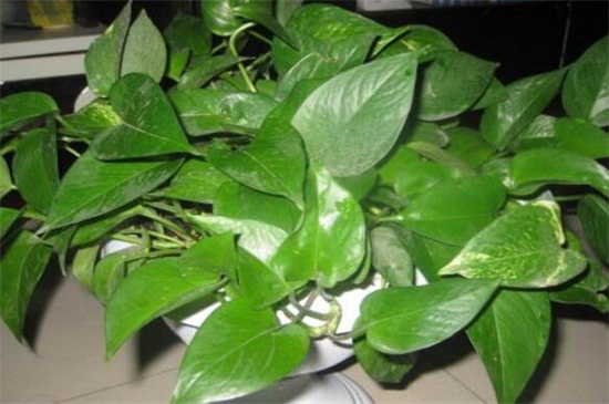 绿萝如何养才能爆盆