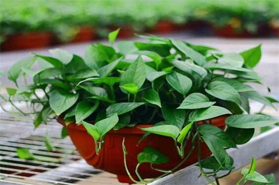 绿萝如何养才能爆盆